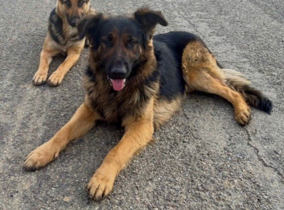 *SPARROW - German Shepherd Dog available for adoption