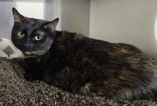 MARIA - Domestic Short Hair available for adoption