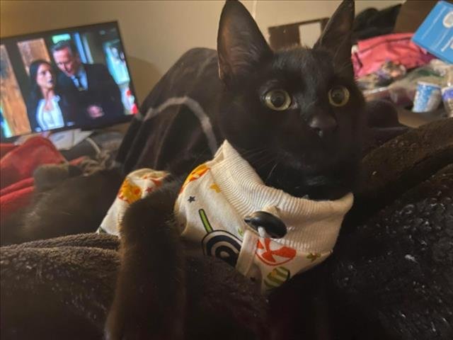 CHONIES - Domestic Short Hair available for adoption