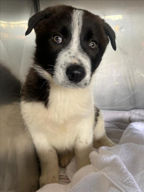 *ALPS - Border Collie available for adoption