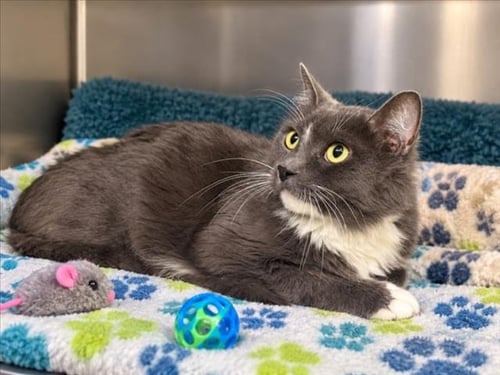 *PRINCE - Domestic Medium Hair available for adoption