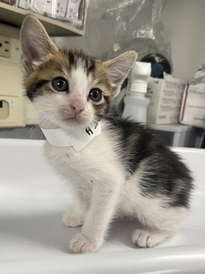 *WAFFLE - Domestic Short Hair available for adoption