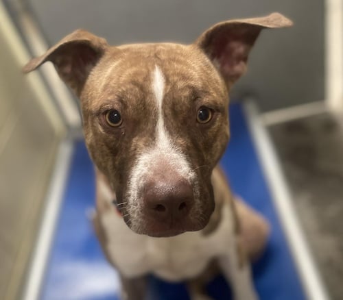 *SHYANNE - Pit Bull Terrier available for adoption