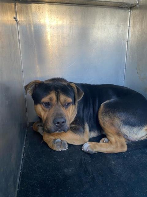 *CARDINAL - Pit Bull Terrier available for adoption