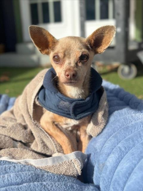 *OLIVER - Chihuahua available for adoption
