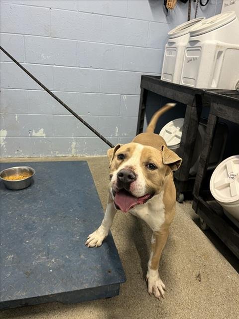 *LARK - Pit Bull Terrier available for adoption