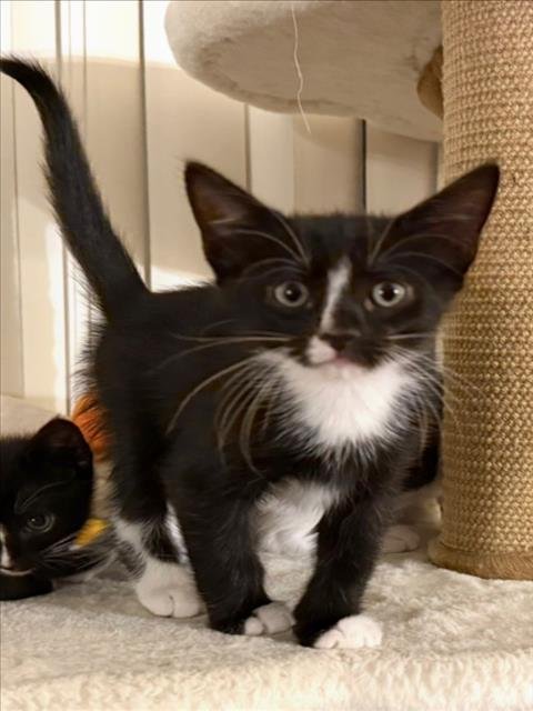 *GOOBER - Domestic Short Hair available for adoption