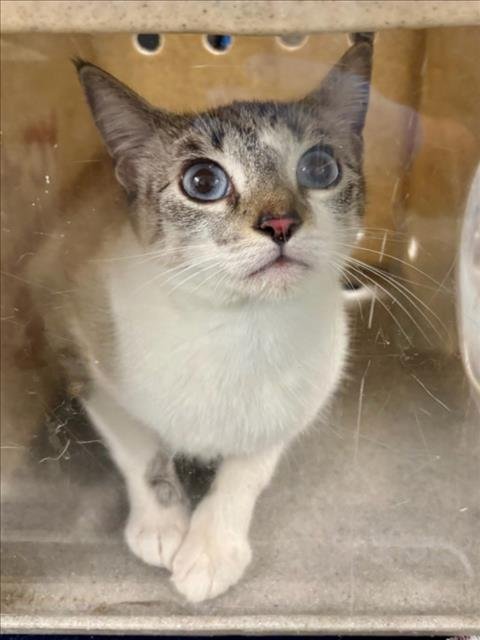 *KATARA - Siamese available for adoption