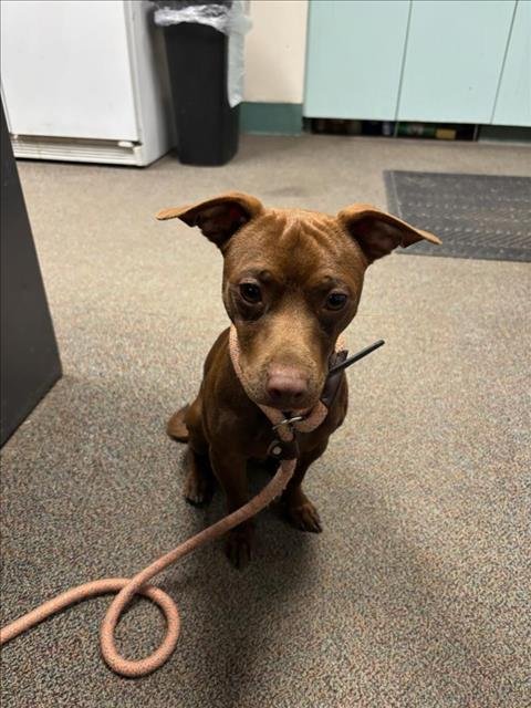 CORUP - Terrier available for adoption