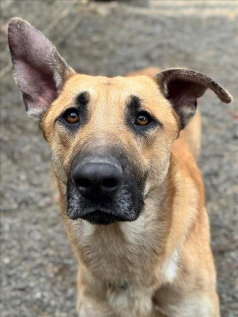 *MARACAS - German Shepherd Dog available for adoption