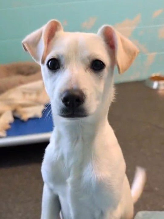 *LOOPER - Labrador Retriever / Terrier available for adoption