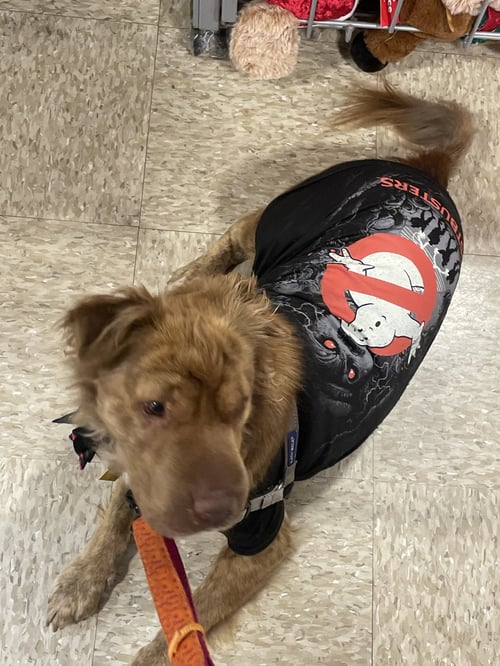 LILY - Shar Pei / Australian Shepherd available for adoption
