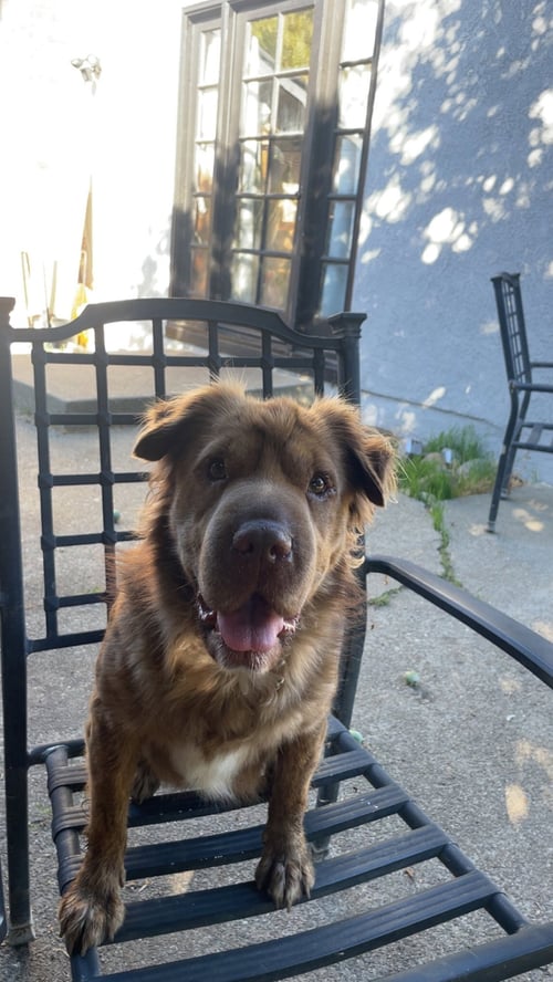 LILY - Shar Pei / Australian Shepherd available for adoption