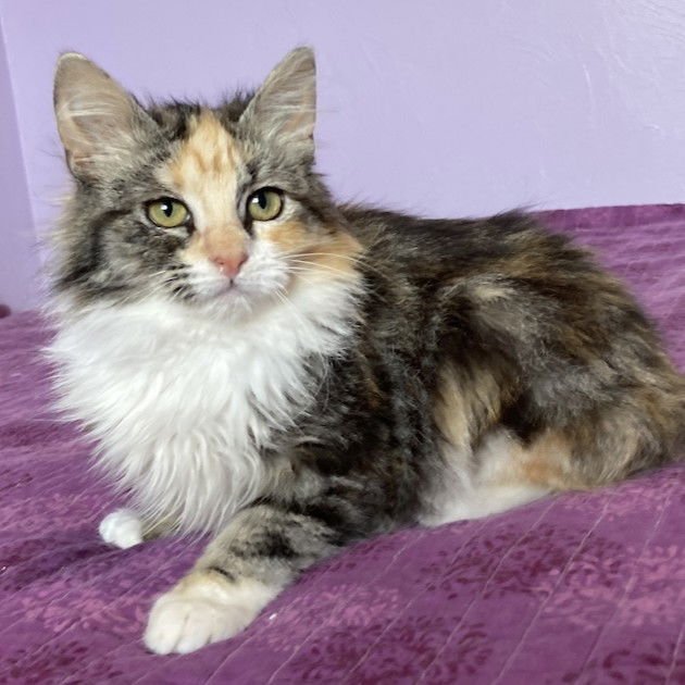 *LUCY - Domestic Long Hair available for adoption