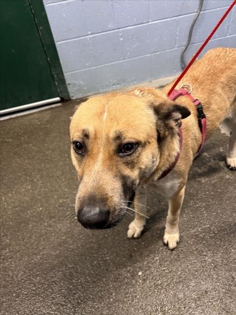 SHELBY - German Shepherd Dog available for adoption