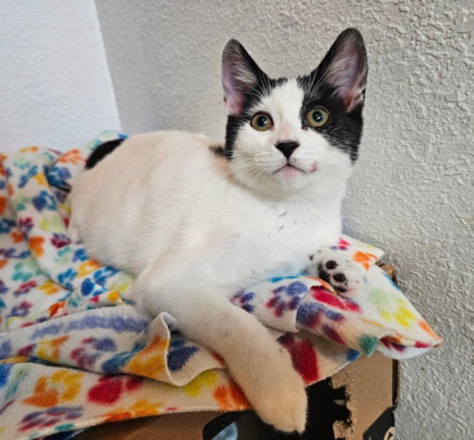 *TRUFFLE - Domestic Short Hair available for adoption