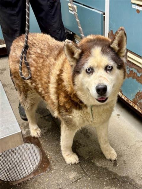 KACEY - Siberian Husky available for adoption