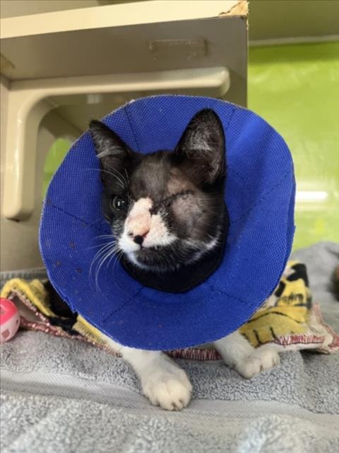 *PIRATA - Domestic Short Hair available for adoption