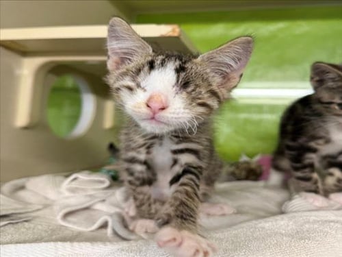 *CASHEW - Domestic Short Hair available for adoption