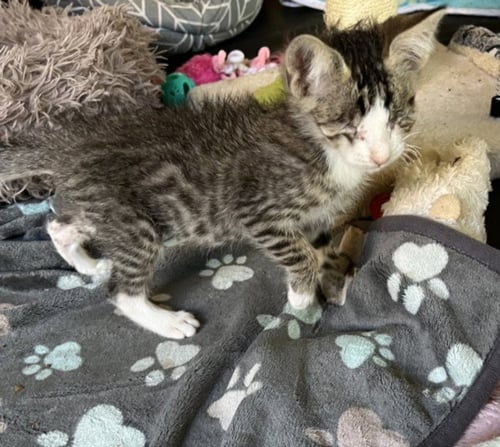 *CASHEW - Domestic Short Hair available for adoption