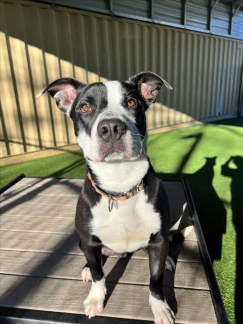 *CYMBAL - Pit Bull Terrier available for adoption