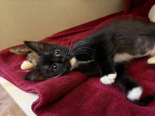 *CUCKOO - Domestic Short Hair available for adoption