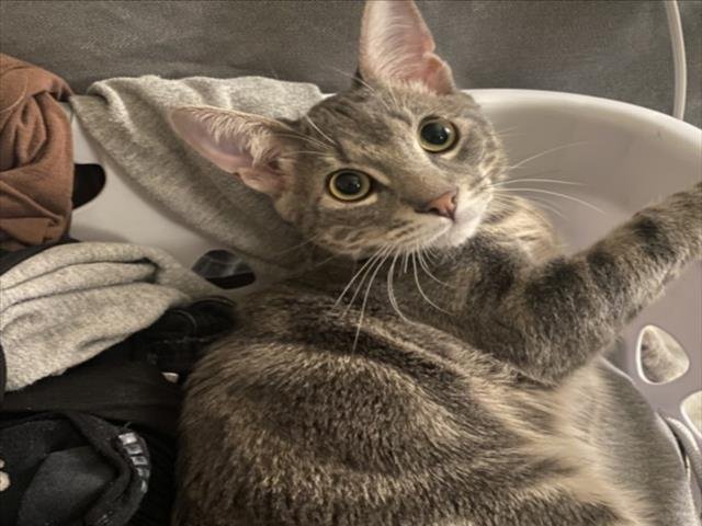 PLUTO - Domestic Short Hair available for adoption