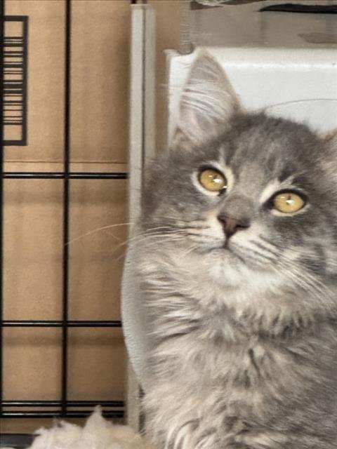 *SAM - Domestic Medium Hair available for adoption