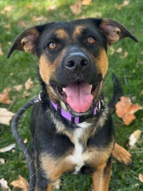 NOVA - German Shepherd Dog available for adoption