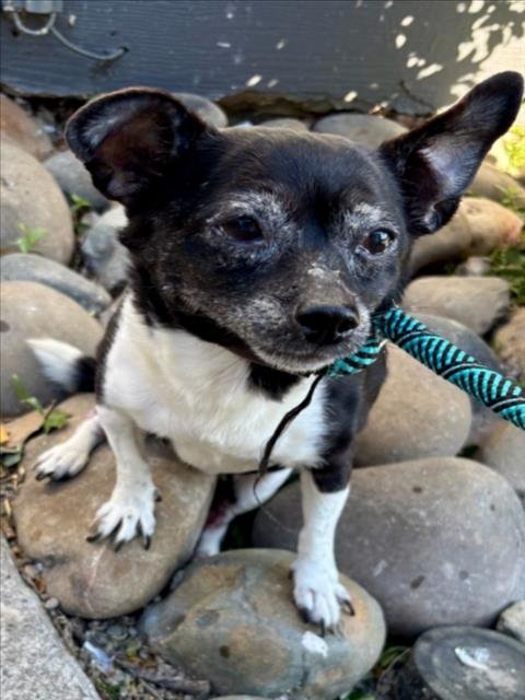 SASHA - Chihuahua available for adoption