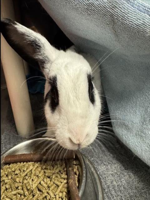 SUKI - Shorthaired Rabbit available for adoption