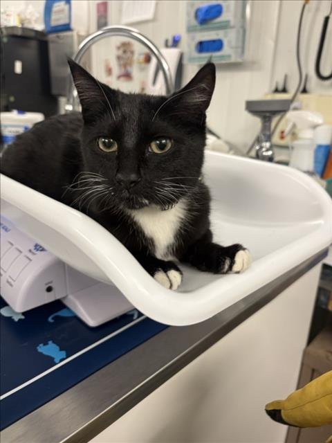 LITTLE GIRL - Domestic Short Hair available for adoption