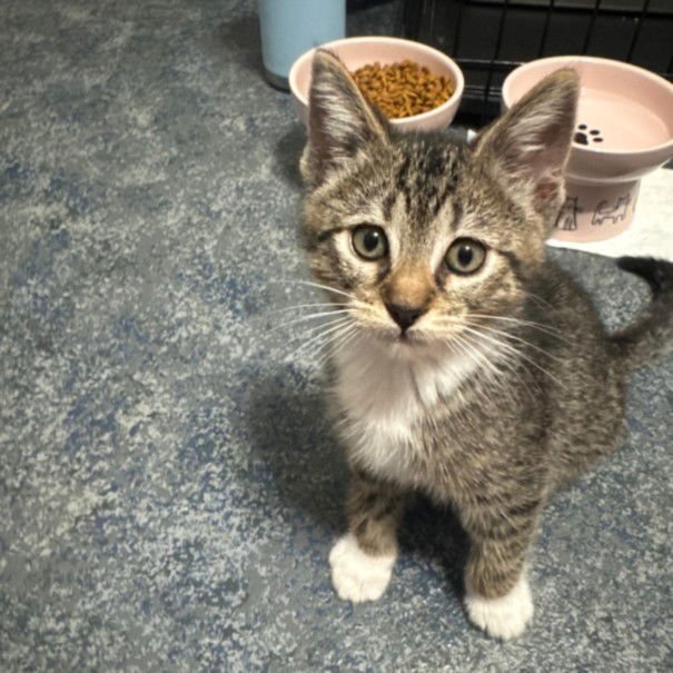 *HUNTER - Domestic Short Hair available for adoption