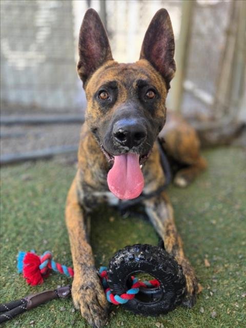 PAPAS - German Shepherd Dog / Pit Bull Terrier available for adoption
