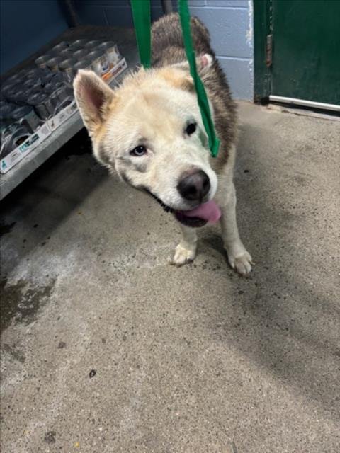 *MOTLEY CRUE - Husky available for adoption