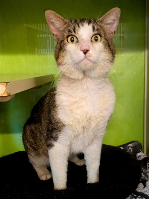 *HUMPHREY - Domestic Short Hair available for adoption