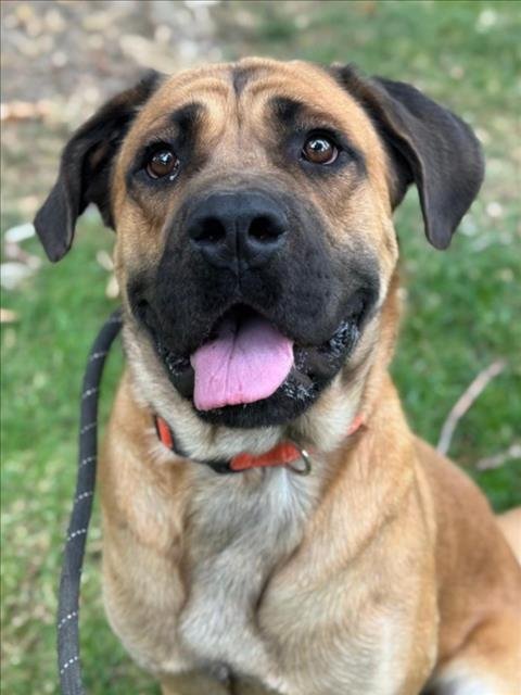HERC - Mastiff available for adoption