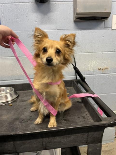 HARLEY - Chihuahua available for adoption