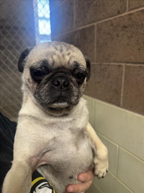 *ACAI - Pug available for adoption
