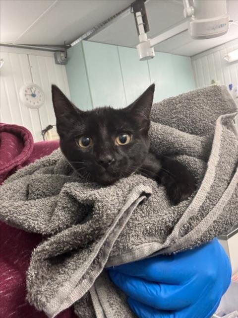 *OLLIE - Domestic Short Hair available for adoption