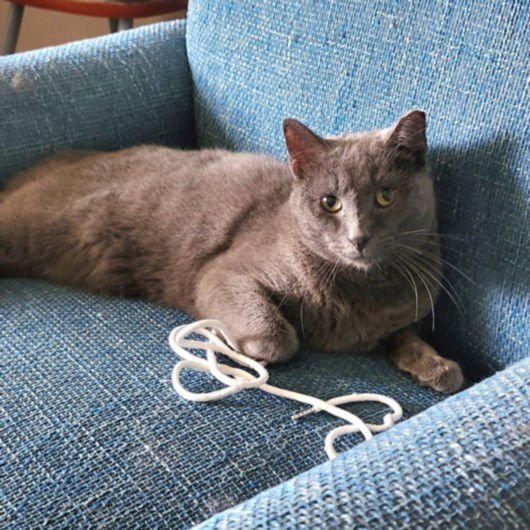 *JASPER - Domestic Short Hair available for adoption