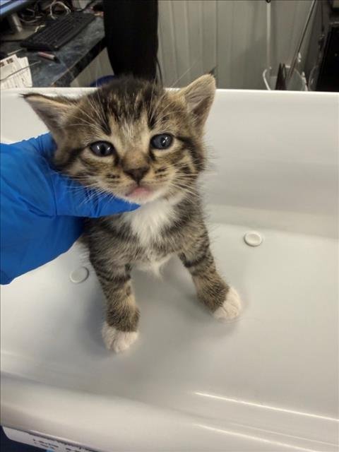*SPROUT - Domestic Short Hair available for adoption
