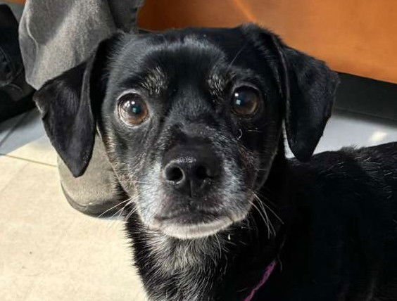 CHARLIE - Chihuahua available for adoption