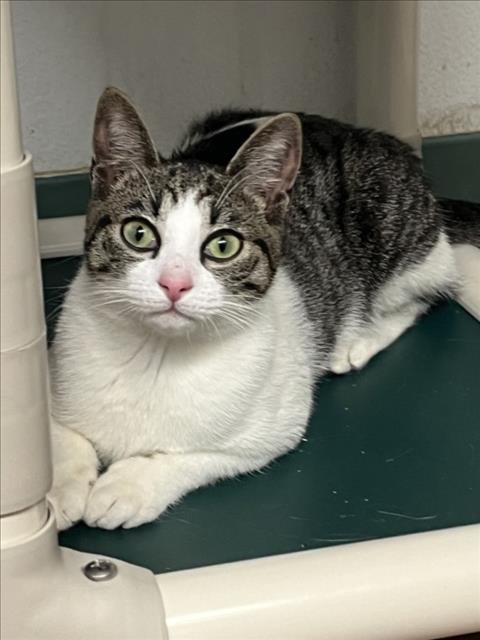 *PIPA - Domestic Short Hair available for adoption