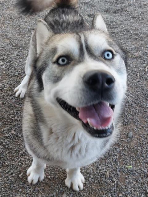 *CAPRI - Husky available for adoption