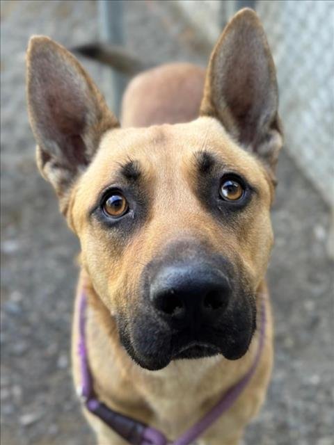 *EVEREST - German Shepherd Dog available for adoption