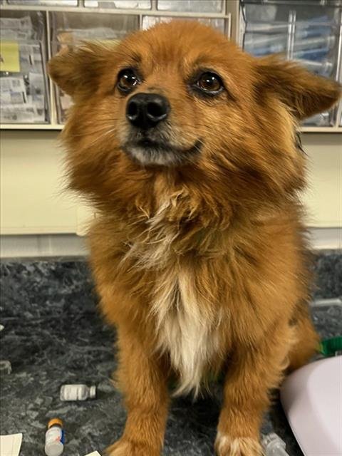 *BORA BORA - Pomeranian available for adoption