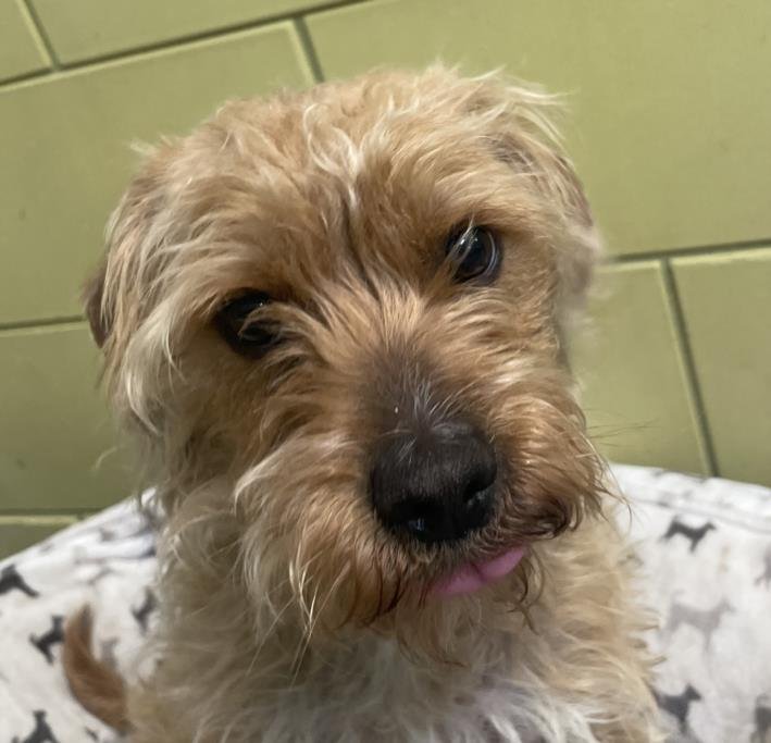 *LIMERICK - Poodle (Miniature) / Terrier available for adoption