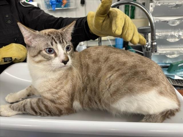 JAY - Siamese available for adoption