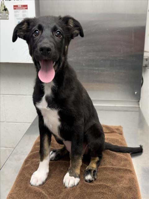 *ROLLING STONE - German Shepherd Dog available for adoption